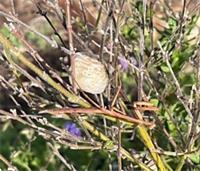 Egg sac and mantis on a salvia